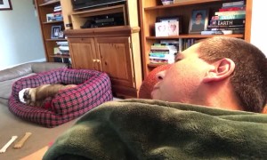 Bulldog isn't happy after his cuddle privileges are denied