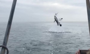 Shark does epic flip after breaching off South Africa's coast