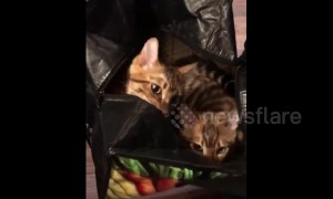 The cat is in the bag! UK kittens love going for a swing in shopping bags