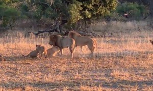 Symphony of the jungle! Male lion's call triggers chorus of roars