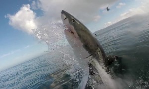 South African great whites flee as killer whales move in