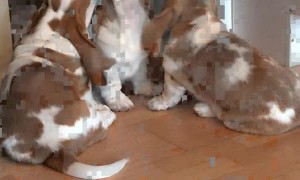 Basset Hound Pups Try to Take Towel from Owner