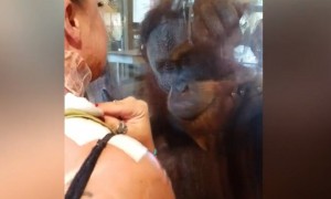 Curious Orangutan Asks Woman To Remove Bandages And Show Her Wound