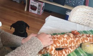 Labrador sits patiently while owner fixes favorite toy