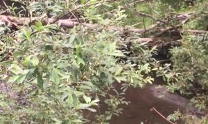 Black Bear Mama Knows How to Fish