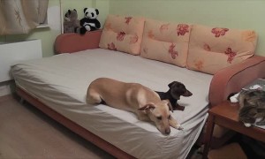 What your dogs do when you're not home!