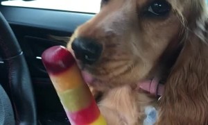 Cocker Spaniel Keeps Cool with Icy Treat
