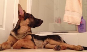 Dog tries to hit the right notes while singing with owner