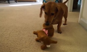 Dachshund puppy adorably reacts after meeting toy look-alike