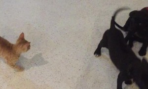 Kitty Plays with a Pack of Pooches