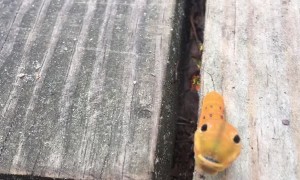 Caterpillar's Impressive Defensive Display