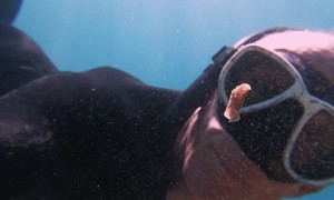 Aquatic Animal Dances in Front of Diver
