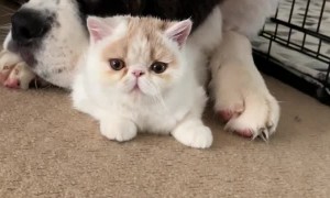 Huge Dog Lovingly Licks Feline Friend