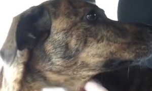 Dog cries when his best friend is dropped off at school