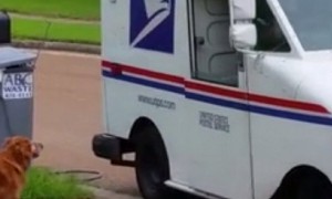 Golden Retriever patiently waits for mail delivery