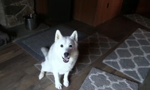 Stubborn dog throws tantrum when it's time to go out