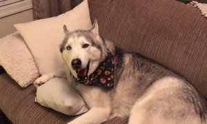 Stubborn Husky loudly denies making mess on the carpet