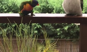 Parrot Puts on Show for Uninterested Kookaburra