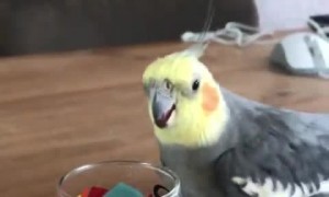 Bird Wins Bout with Glass