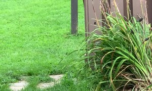 Sister Dogs Scare Deer