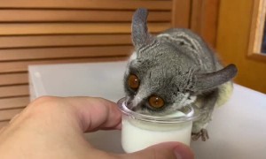 Galago Gulps Down Some Milk