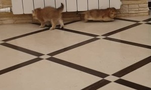 Cute Kittens Tangle on Tile