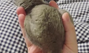 Superpower Summons Handfuls of Cuteness