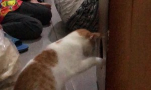 Cat Confused by Cajon