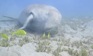 Dugong Sleeps on the Sea Bed