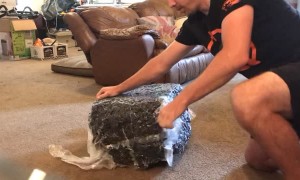 Foam Chair Expands into Excellent Dog Bed