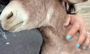 Adorable Donkey Loves Cuddles