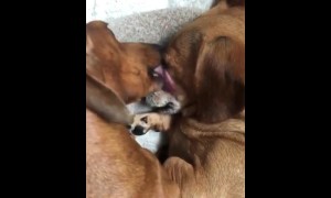 Cute dogs adorably cuddle together in their bed