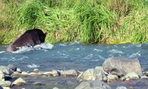 Brown Bear Snags Salmon
