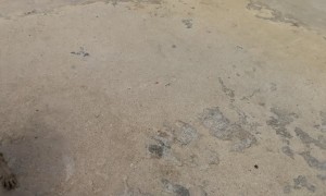 Dogs Don't Go for a Dip