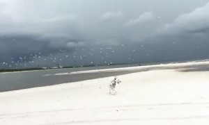 Dalmatian has fun chasing birds on the beach
