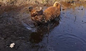 Dog Does Mind the Mud