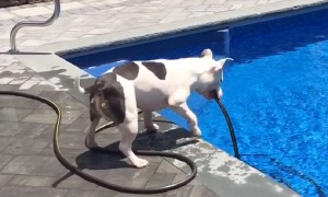 Genius dog pulls hose out of pool to get a drink
