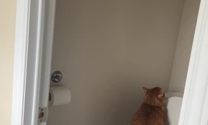 Cat Forgot to Close the Door