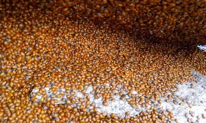 Lots and Lots of Ladybugs