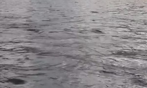 Bald Eagle Snatches Catch