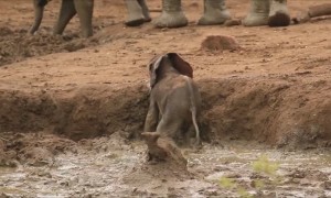 Elephants suddenly rush over to help baby stuck in bank