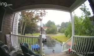 Cat Stopped By Stairs