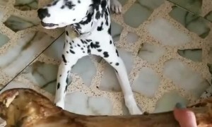 Dalmatian shocked after receiving giant bone treat