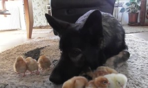 Gentle German Shepherd looks over and cuddles baby chicks