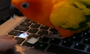 Sun Conure Offers IT Support