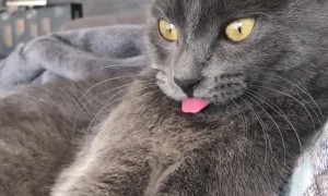 Tongue Out for Tired Cat