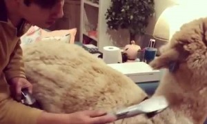 Alpaca Gets Groomed