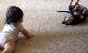 Dog's first interaction with baby is absolutely priceless