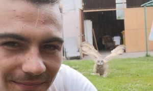 Baby owl adorably runs over to owner when called