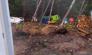 Hurricane Dorian Downs Tall Trees